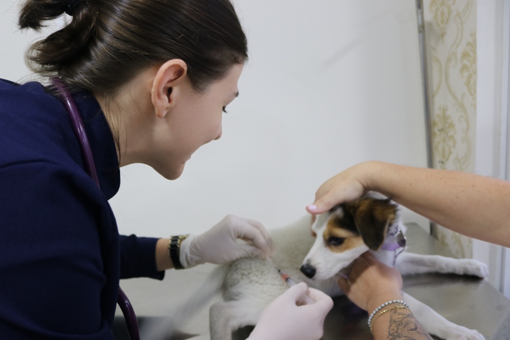 Cachorro pode comer manga